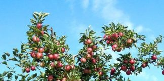 Toamnă splendidă la Bărbuleţu