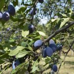 productia-record-de-prune-ne-baga-in-liga-greilor-18543995